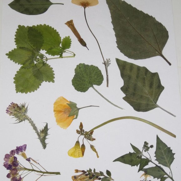 60 PCS Wild Pressed Flowers and Leaves Leaf Weeds Tobacco Sunflower Poppy Mallow - Picture 5 of 5